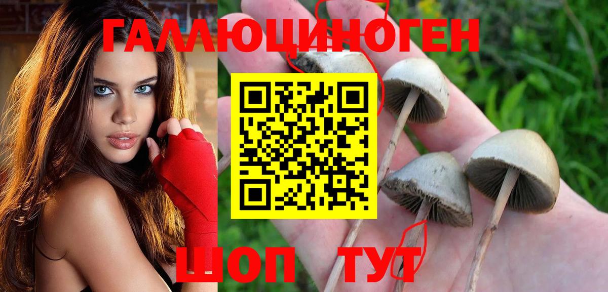 Каспийск  Псилоцибиновые грибы прущие грибы  Вход с VPN 